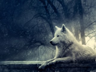 Dream White Wolf.jpg
